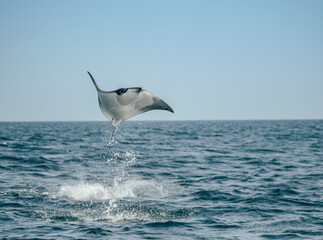 Fototapeta na wymiar Jumping Ray in Baja California, Mexico
