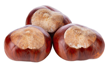 Horse-chestnut (Aesculus hippocastanum), isolated on white background, close up.