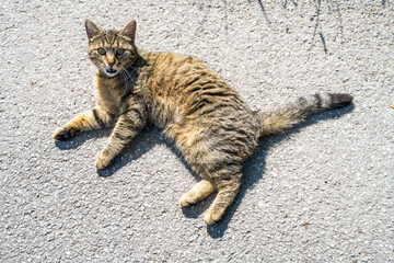 cat on the ground Tigerkatze am Asphalt
