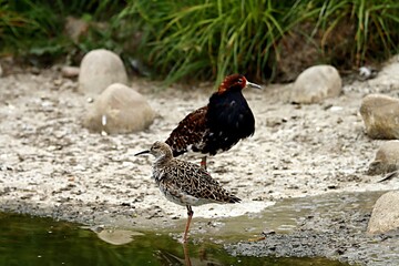 oiseau