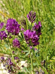 Obraz premium Mauves de plage