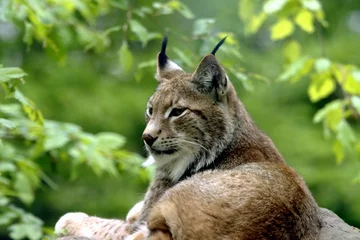Poster lynx © schoefolt