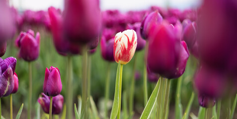 Tulip Flower Field. Close Up Nature Background. Spring Season.
