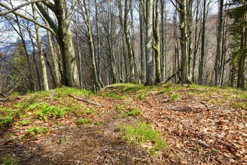 Temperate, deciduous beech (Fagus sylvatica) forest in spring with bright green grass and plants on the ground