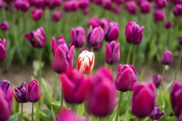 Tulip Flower Field. Close Up Nature Background. Spring Season.