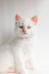 Fototapeta na wymiar White fluffy cat. Little kitten at home. Pets concept