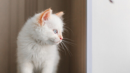 White fluffy cat. Little kitten at home. Pets concept