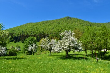 View of mountain Krokar in spring near Kocevska reka covered in broadleaf forest and a meadow in front with white flowering trees in Dolenjska, Slovenia