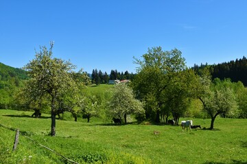 Fototapeta na wymiar White horse on a meadow with white flowering trees near Kocevska reka in Dolenjska, Slovenia
