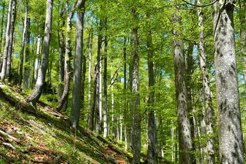 Fototapeta premium Old-growth beech (Fagus sylvatica) forest