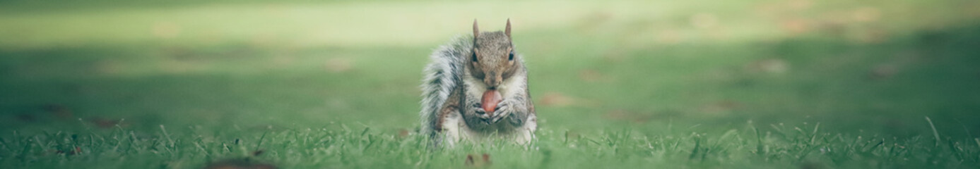 Naklejka na ściany i meble A grey English squirrel in the park.