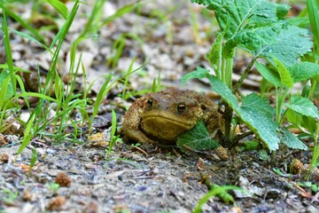 Close up of common toad (Bufo bufo)