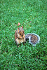 Obraz premium Scoiattolo che mangia in un parco