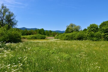 Grassland with bushes and trees in Lahinja nature park in Bela Krajina, Dolenjska, Slovenia