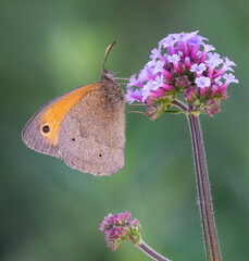 Meadow brown butterfly (Maniola jurtina) on a verbena flower in summer.  © Alex Cooper