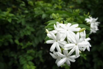 white flower in the garden
