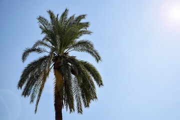 Fototapeta na wymiar One palm tree against clear blue sky on hot sunny day. Copy space. Selective focus.
