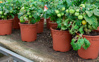 plants in pots, tomatoes