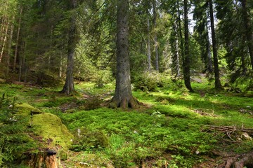 Coniferous spruce (Picea abies) forest at Pokljuka in Triglav national park, Slovenia