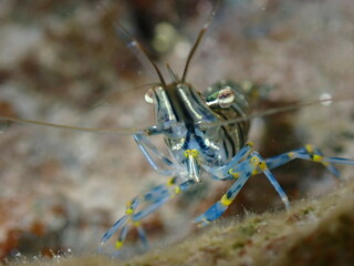 Rockpool shrimp (Palaemon elegans) underwater dive photo close-up in Gran Canaria, Spain