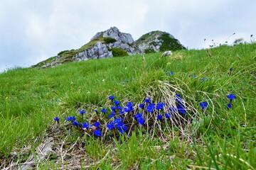Cluster of blue spring gentian (Gentiana verna) flowers bellow the top of Viševnik mountain in...