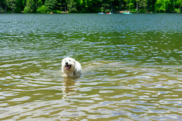 Harrison Our Great Pyrenees Rescue Dog