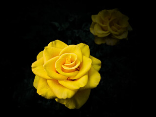 Yellow roses on a black background, studio light