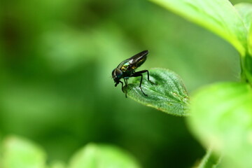 Obraz na płótnie Canvas a small black fly with blue gradation above the leaf