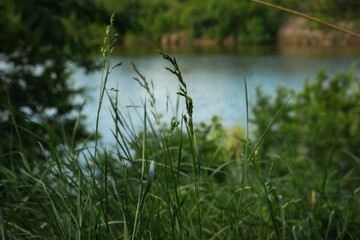 Beautiful countryside scenery. rich green grass on the shore of the lake