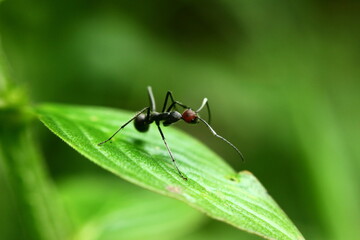 Fototapeta premium a red-headed black ant on a leaf