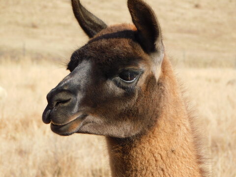 Closeup photograph of a Llama face shimmering in the sunlight. The Llama is brown in color with a black face and ears. 
