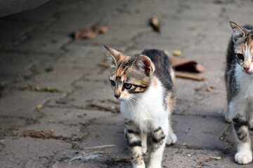 Naklejka na ściany i meble Turkish stray kitten. Homeless kitten. Istanbul Turkey, 