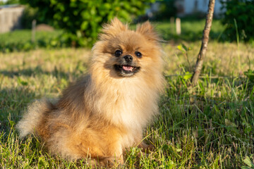 Little red dog breed Spitz sitting on the grass and look up