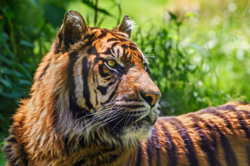 Closeup of an adult Sumatran tiger 