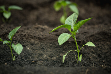 Close up of pepper seedlings in the soil. Spring work in the garden. Macro shot