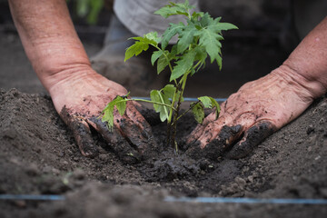 Senior caucasian woman hands planting tomato seedlings in the soil. Close up of spring work in the garden
