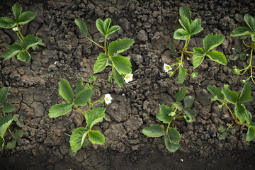 Bushes of young strawberries with flowers. Spring blossom. Flat lay