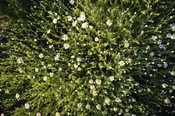 Close up of chamomile flowers in the field during sunset.