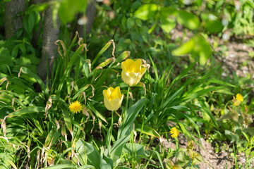 Yellow tulips with green grass.