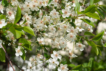 Blooming cherry tree in summer.