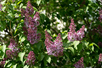 Purple lilac flower with blurred green leaves. Blooming lilac bush with tender tiny flower. Purple lilac flower on the bush. Summer time.