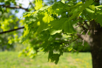 Fototapeta na wymiar Young green maple foliage. Natural background.