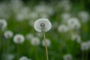 Closed bud of a dandelion. Dandelion white flowers in green grass.