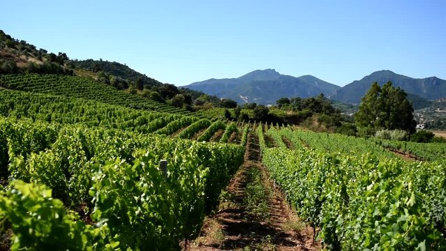 Spring overview of the rows of a of a vineyard in Sardinia, Italy. Traditional agriculture.