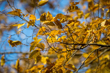 Autumn scenery. Beautiful gold fall in forest. all about autumn trees,flowers,grass etc
