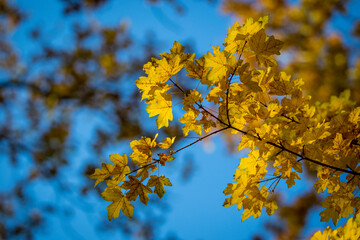 Autumn scenery. Beautiful gold fall in forest. all about autumn trees,flowers,grass etc