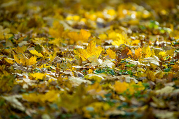 Autumn scenery. Beautiful gold fall in forest. all about autumn trees,flowers,grass etc