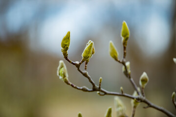 magnolia buds