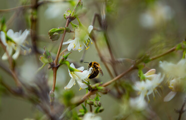 Bees collect sweet spring nectar