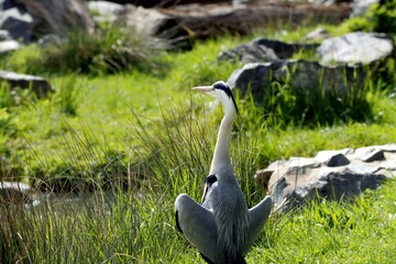 heron